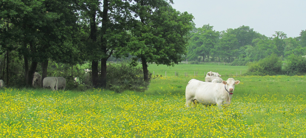 Détection de chaleurs et de vêlage pour les vaches allaitantes